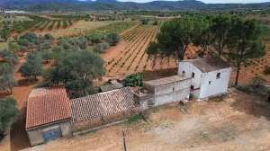 Finca Viñedo con Masia en Produccion