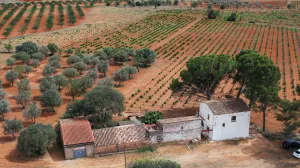 Finca Viñedo con Masia en Produccion