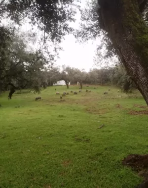 ¡¡¡ FINCA IDEAL PARA MONTAR NEGOCIO RURAL!!!
