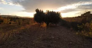 Finca rústica en venta