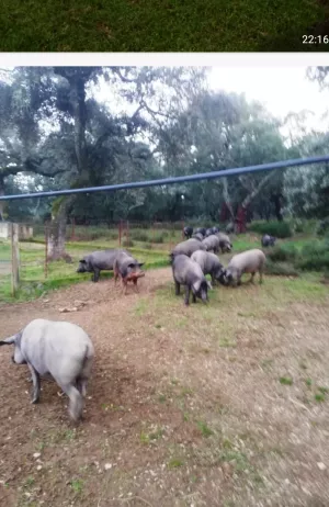 ¡¡¡ FINCA IDEAL PARA MONTAR NEGOCIO RURAL!!!