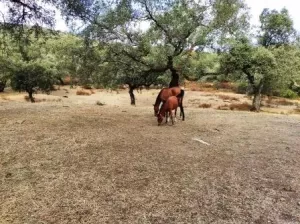¡¡¡ FINCA IDEAL PARA MONTAR NEGOCIO RURAL!!!