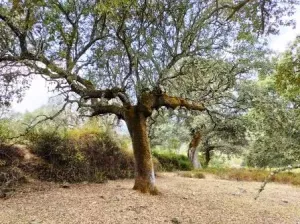 ¡¡¡ FINCA IDEAL PARA MONTAR NEGOCIO RURAL!!!
