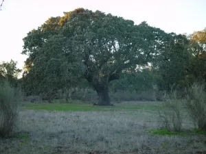 Excelente Finca de 435ha a 15 km de Badajoz