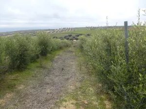 Olivar y viña con casa en Toledo