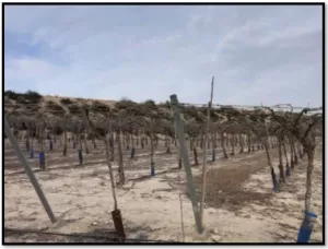 FINCA EN ALHAMA DE MURCIA