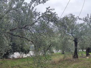 FINCA REGADÍO ALOZAINA