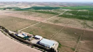 Finca de almendro en producción