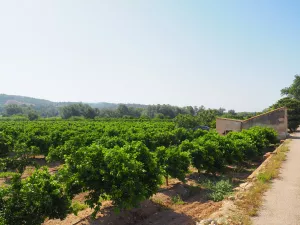 Finca de naranjos en producción