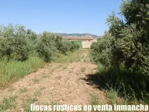 finca en venta 28 has. olivar regadío