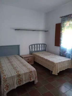 finca  pequeña de olivos