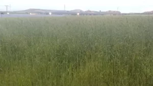 Disponibilidad cultivo de cáñamo industrial