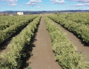 Venta 30 hect con Olivos intensivo  en Córdob