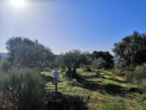 Olivar en San Felices de los Gallegos