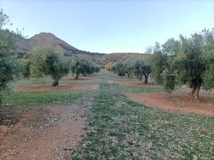 Finca rústica de 490 olivos aprox.
