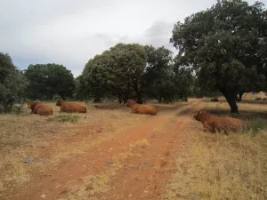 FINCA DE RECREO Y GANADERA EN GUADALAJARA