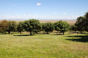 FINCA AGRICOLA Y GANADERA EN BADAJOZ - 1390