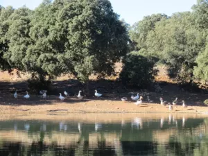FINCA DE LABOR Y CAZA MENOR EN CIUDAD REAL