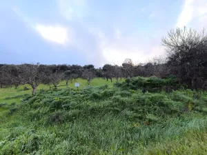 Finca 1,6 ha en Salvaleón, Badajoz