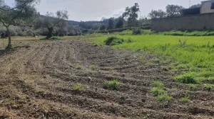 Finca 2 ha olivos centenarios Salvaleón Badaj