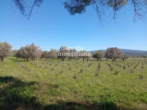 Finca Viñedo con Masia en Produccion