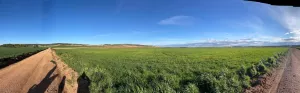Finca de 183 ha (60 de REGADIO)