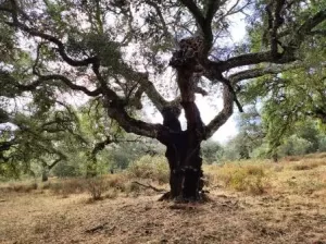 ¡¡¡ FINCA IDEAL PARA MONTAR NEGOCIO RURAL!!!