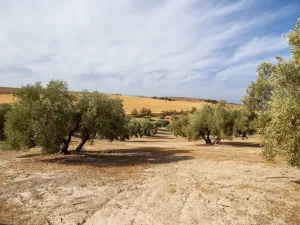 Olivar en Castillo de Tajarja