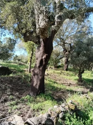 Venta de dehesa