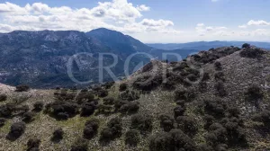 Exclusiva finca de caza en Grazalema