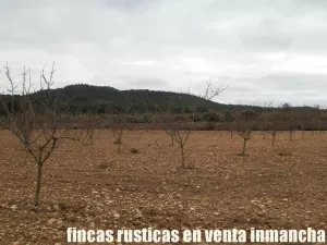 finca en venta 321 has viña olivar caza menor