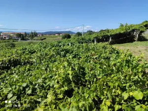 En venta casa con bodega y viñedos