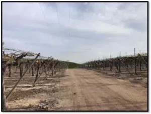 FINCA EN ALHAMA DE MURCIA