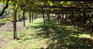 Parcela en aldea Gallega