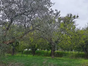 FINCA REGADÍO ALOZAINA