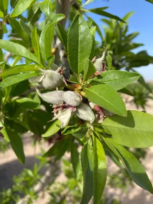 Finca de almendro en producción