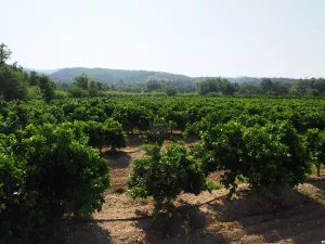Finca de naranjos en producción