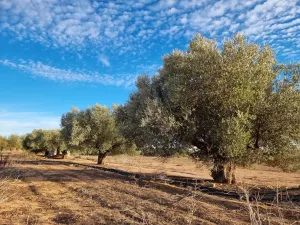 Finca regadío 10 hectáreas en Valencia