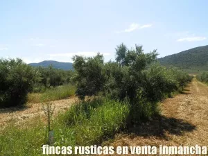 finca en venta 28 has. olivar regadío