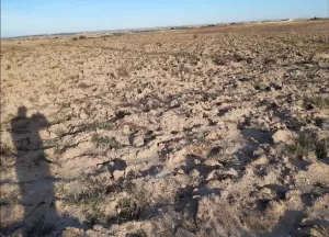 Venta 30 hect con Olivos intensivo  en Córdob