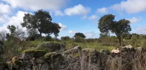 Finca en venta Zona Cáceres