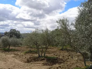 Olivar en San Felices de los Gallegos