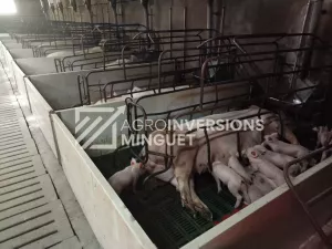 Se Vende Granja de Cerdas en Lleida
