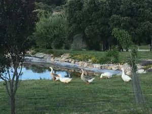 VENTA FINCA RUSTICA SEGOVIA
