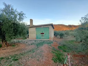 Finca rústica de 490 olivos aprox.