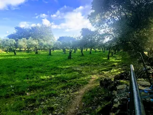 Dehesa en Cáceres