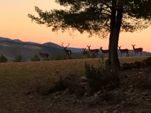 FINCA CINEGETICA Y DE RECREO EN VALENCIA