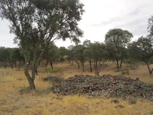 FINCA DE RECREO Y GANADERA EN GUADALAJARA
