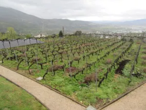 FINCA CON VIÑEDO EN ORENSE - 1362