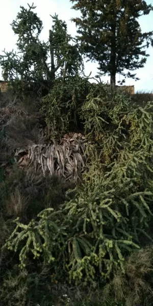 Finca Regadio Caspe Aragon